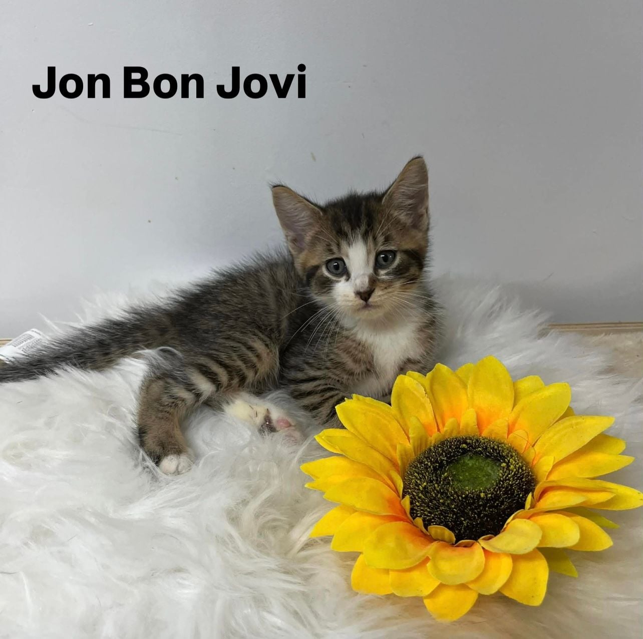 Jon Bon Jovi Jon Bon Jovi